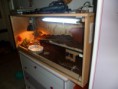/album/nos-scinques-enfin-ceux-de-notre-fille-/sam-1057-copie-jpg/